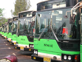 整備された緑色のバスがずらっと並ぶ